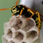 pest control companies near me