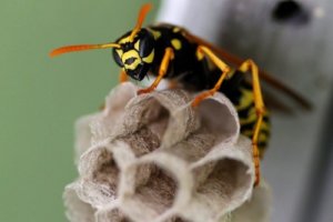wasps NOCO Pest and Wildlife Control