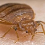 How Effective Is Heat Treatment for Bed Bugs Compared to Chemical Methods in Fort Collins?