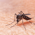 Mosquito Control Services Greeley