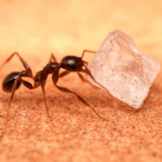 How to Get Rid of Ants