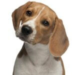 The Bed Bug Inspection Dog