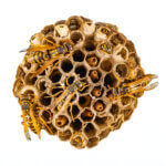 Which pests are most common in Northern Colorado during late summer months? - Close-up of a wasp nest with several yellow and black wasps crawling over the hexagonal cells.