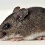 Close up of a deer mouse, the primary carrier of hantavirus in Colorado